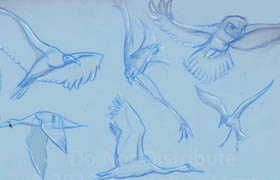 AnimationMentor - Introduction to Flying Creature