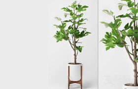 Fig Plant 2  ​