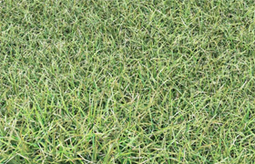 ​grass