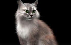 CAT 3