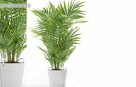 PLANTS 149
