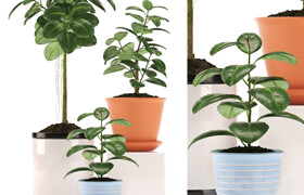 RUBBER PLANTS 47