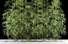 BAMBOO PLANTS 63