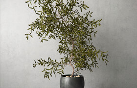 Houseplant