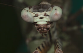 Kaketosdelano - Mastering Macro Photography - The Complete Shooting And Editing Tutorial - Andres Moline