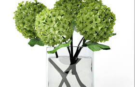Hydrangea