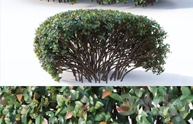 Cotoneaster lucidus # 9. Wide customizable hedge