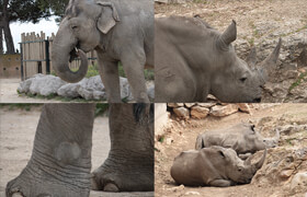 Artstation - Theo Baudoin - 500+ Rhino and Elephants - Pack Références - 参考照片