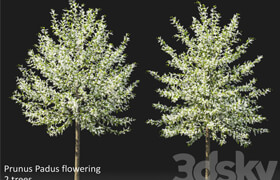 Bird cherry | Prunus Padus flowering # 3