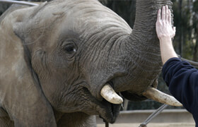 New Masters Academy - Reference Image Library - Elephants