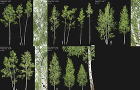 Cgtrader - Birch Forest Part 8 9 10 11 12 Bundle - 模型