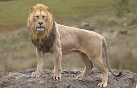 Turbosquid - Lion Animated - 模型