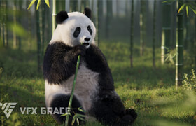 VFX Grace - Panda Animation - 模型  ​