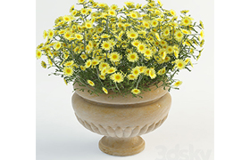 Daisy in pot