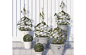 Pottery Barn Live Ivy Spiral Topiary