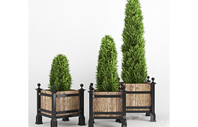 thuja occidentalis