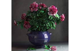 Peony Garden