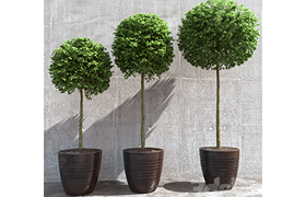 Three trees in pots