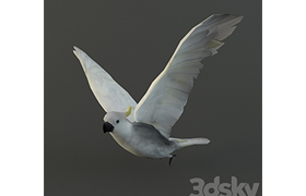 Parrot cockatoo