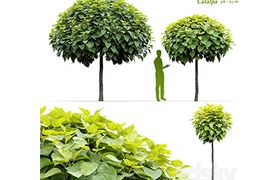 Catalpa #2