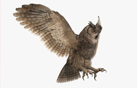TurboSquid - Owl Rigged (Missset) - 模型