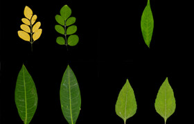 Leaf Texture Collection 01