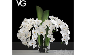 Decorative arrangement of orchids VG