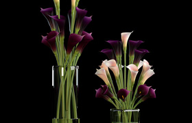 CALLA LILLY PURPLE