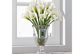 Calla Lily 4