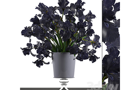 Collection of flowers 46 Black Irises Black Irises, vase, ta