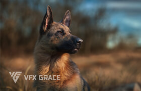 VFX Grace - German Shepherd - 模型