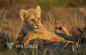 VFX Grace - Lion Cub (Trot animation Only) - 模型