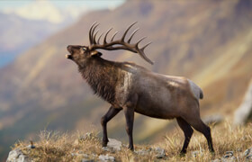 Vfx Grace - Male Elk - 模型