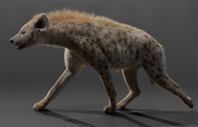 VFX Grace - Spotted Hyena - 模型