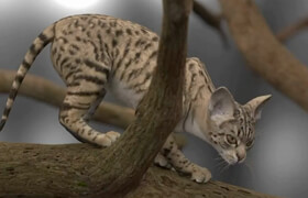 Gumroad - Loki Cat Rig - 模型