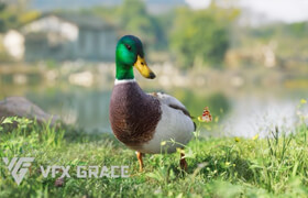 VFX Grace - Male Mallard - 模型
