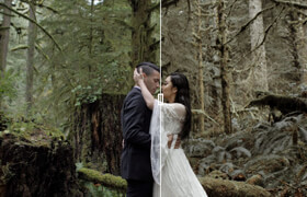 Gamut - Foris Commercial LUTs