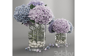Hydrangea purple blue