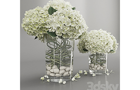 Hydrangea white