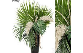 Plants collection 368