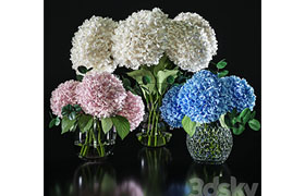 Hydrangea set 001