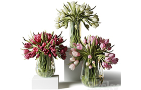 Red, pink and white tulips in glass vases