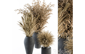 Dry plants 81 - Dried Plants Set