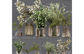 Collection Indoor Plants 05