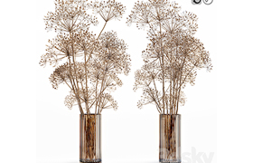 Dry flowers 7 Heracleum