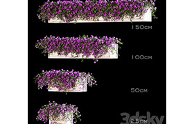 Flowers for the balcony