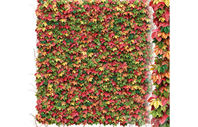 Decorative wall of autumn leaves of grapes