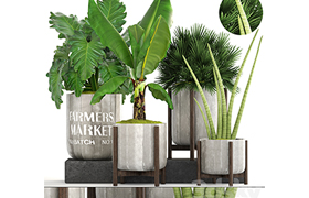 Collection of plants Concrete pot, flowerpot, banana
