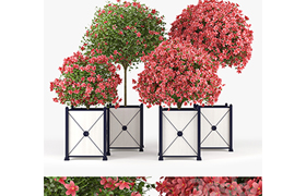 Seminole Pink Hibiscus