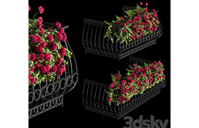 Plant geranium for the facade